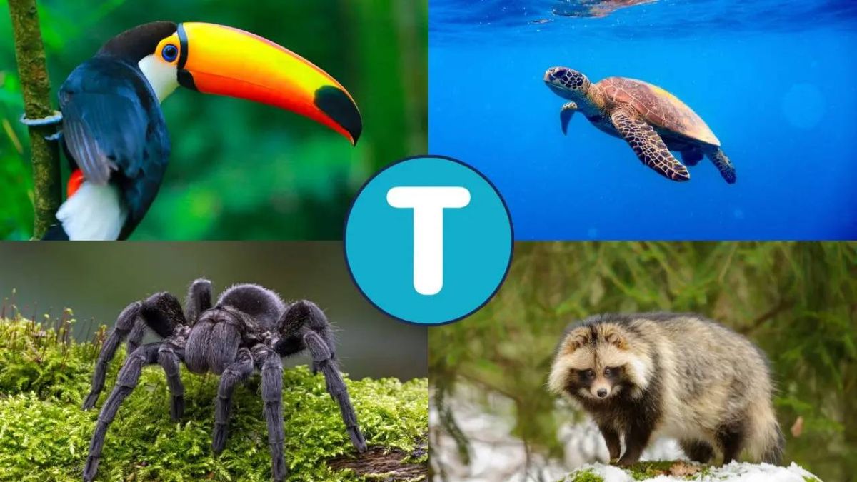 animales que empiezan por t (1)