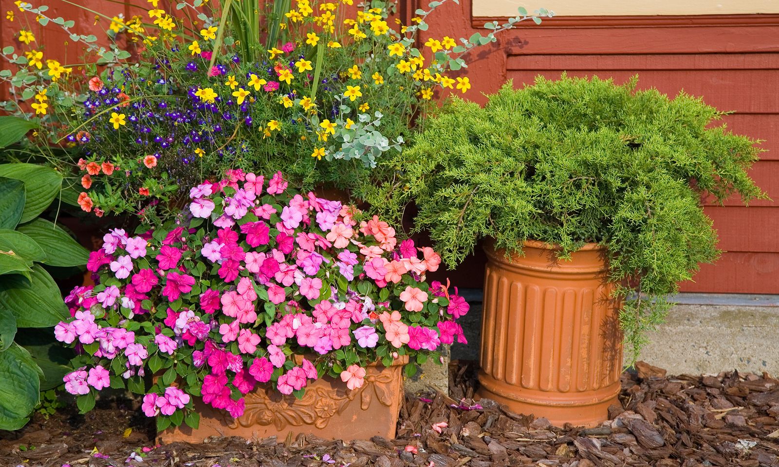 Por que a las alegrias se les caen las flores