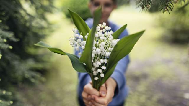 muguete flores