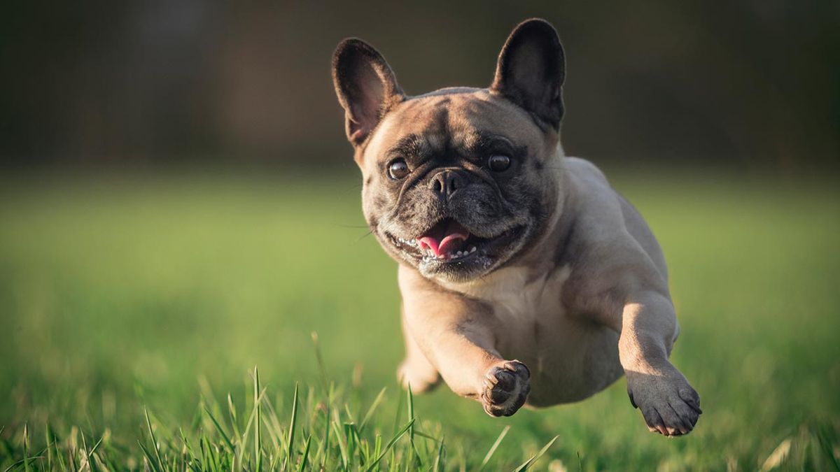 beneficios alimentacion natural perros 3