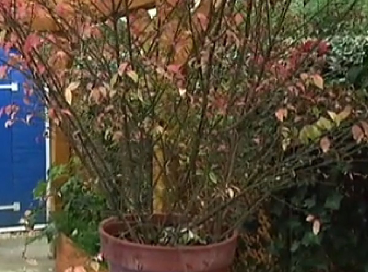 Bonetero alado compacto