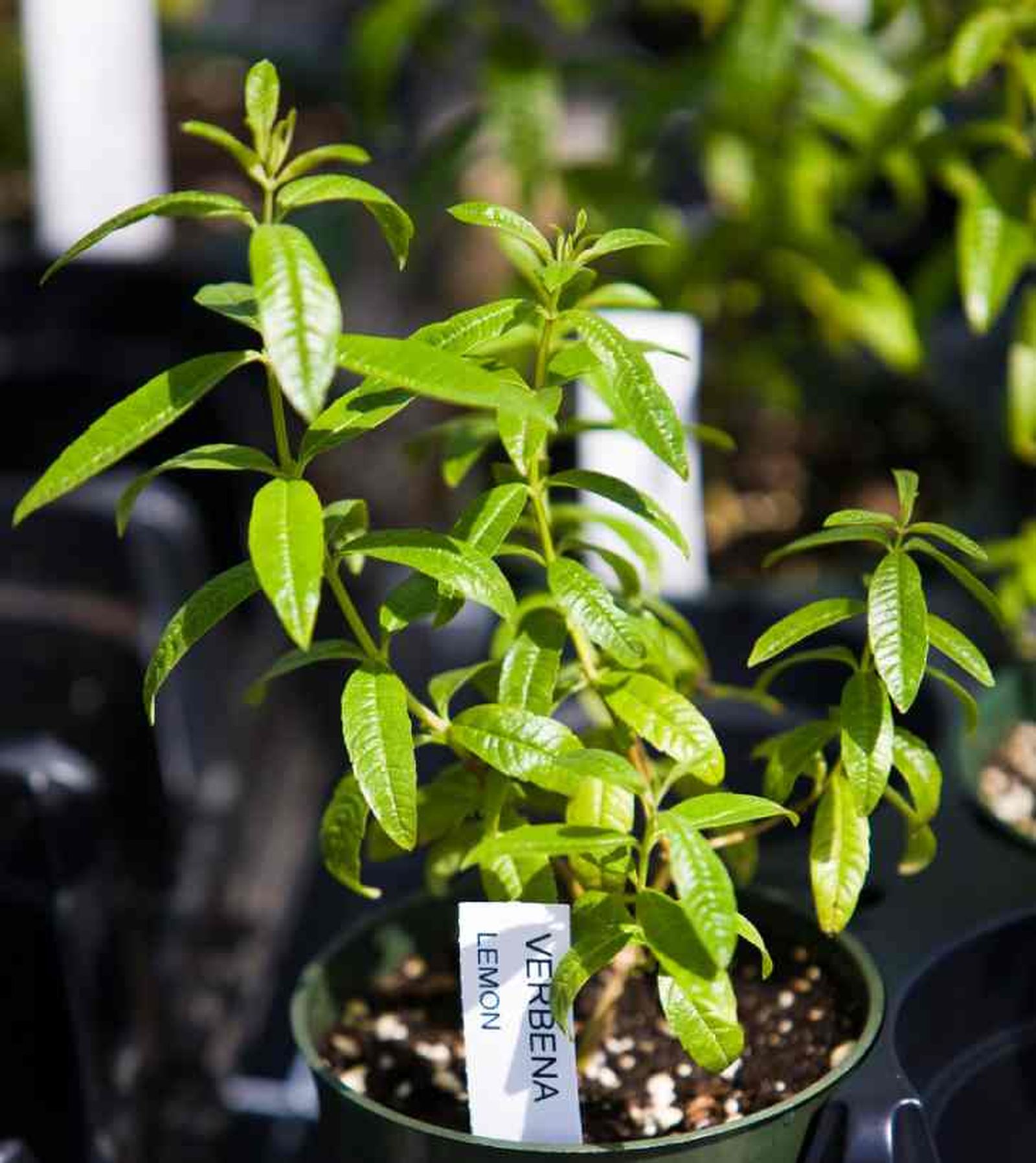 loysia triphylla hierbaluisa en maceta