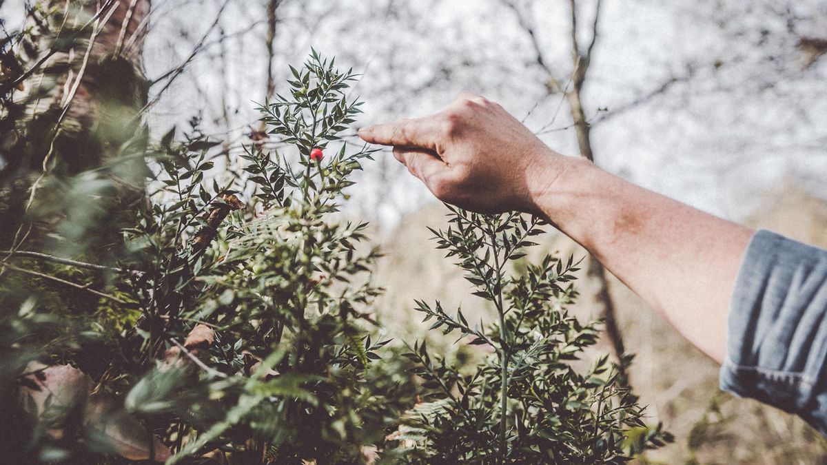 975 jardineria rusco xl