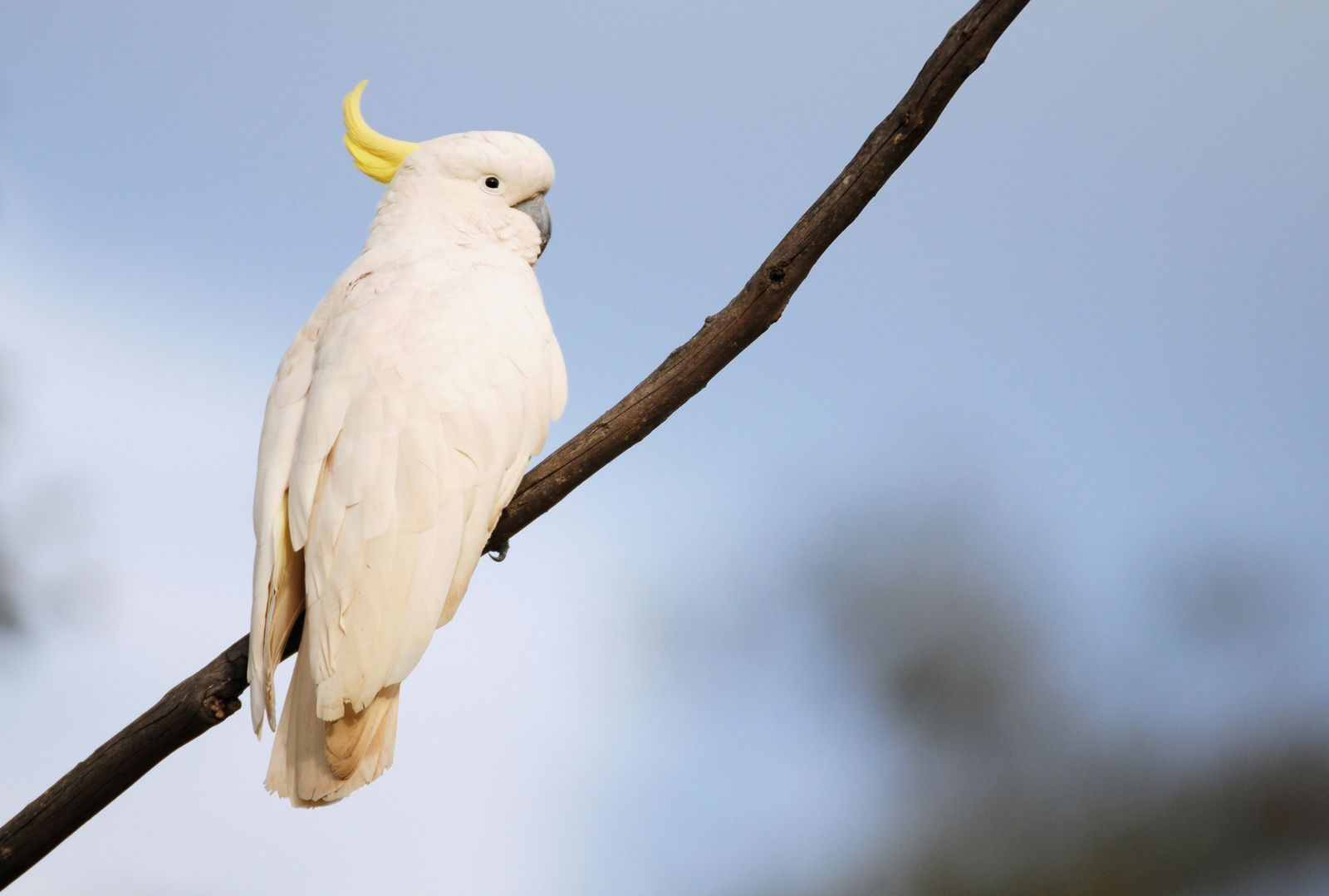 cacatua mono amarillo xl