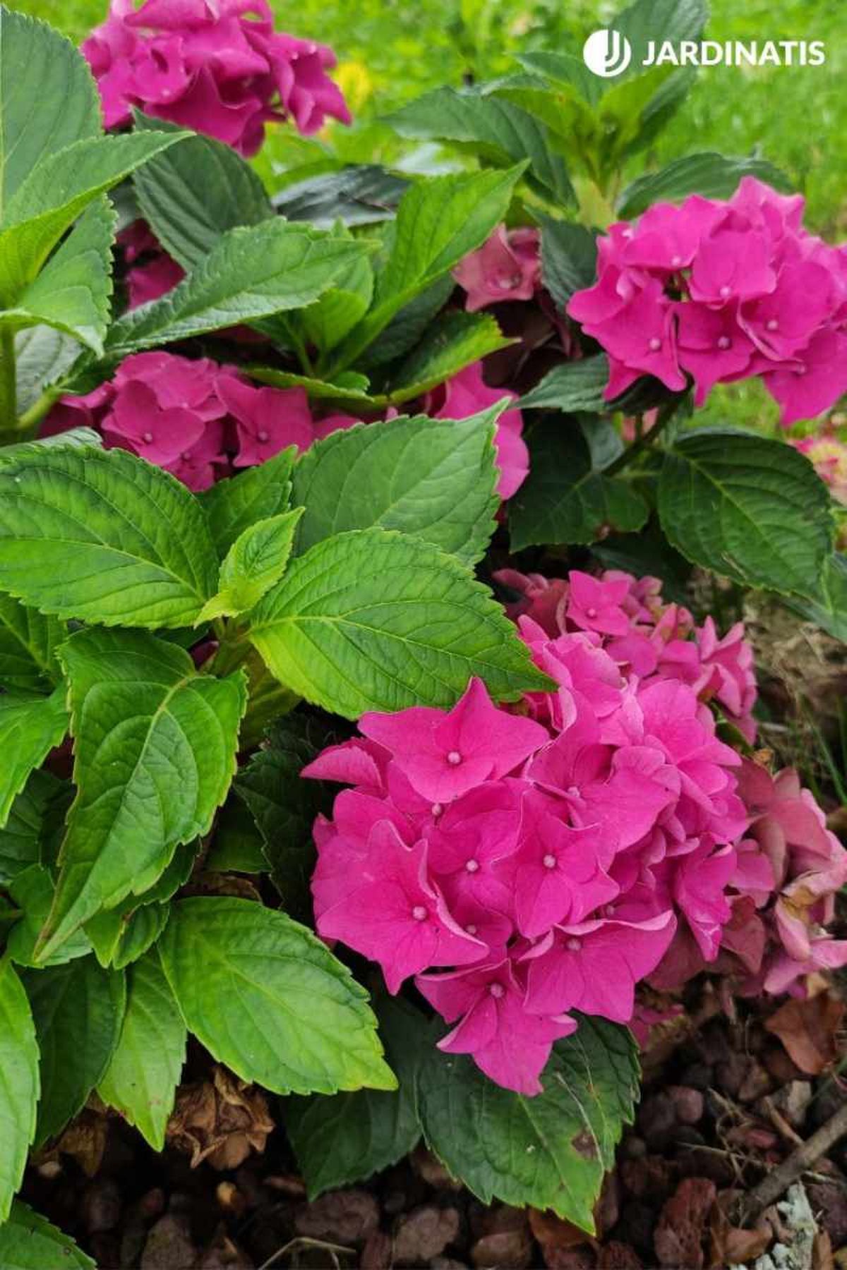 Hortensia de flor fucsia