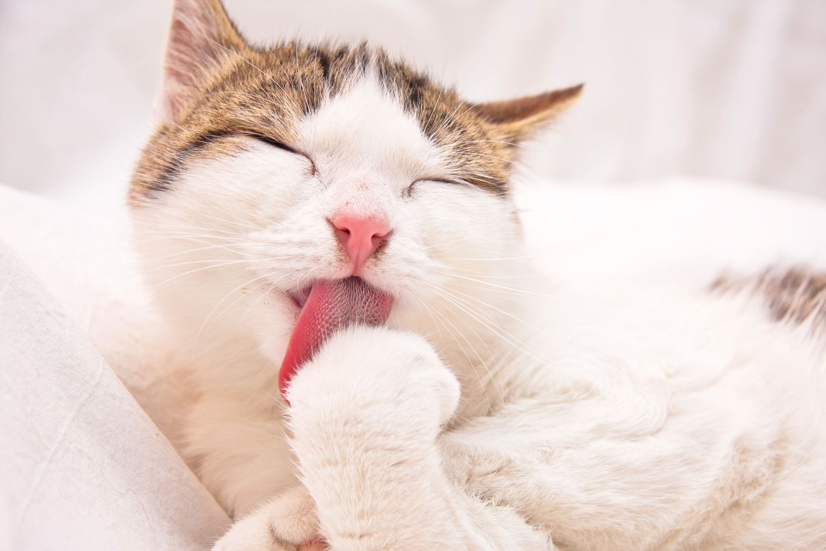 tricobezoares o bolas de pelo en gatos xl