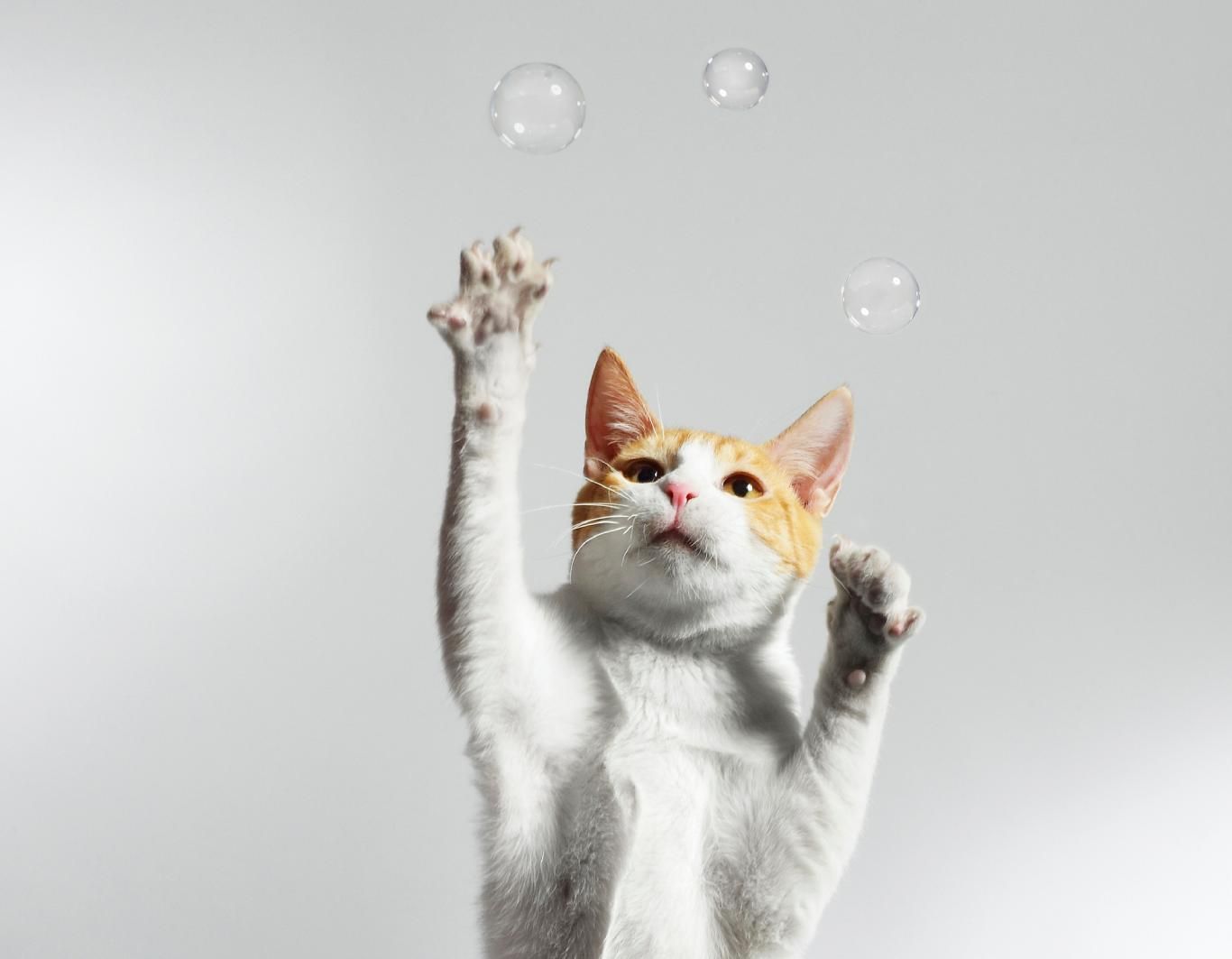 Gatito jugando con pompas.