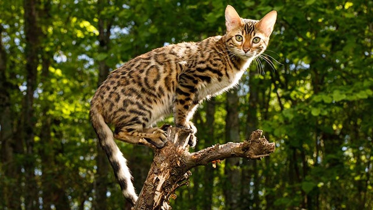 gato bengali bengala 7