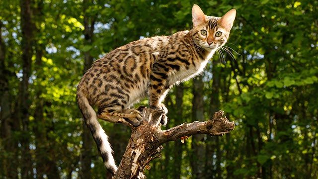 gato bengali bengala 7