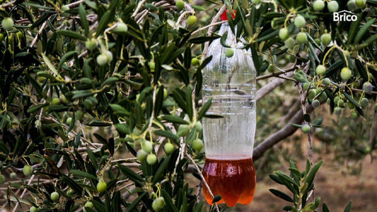 Botella de plástico transformada en un trampa para mosquitos