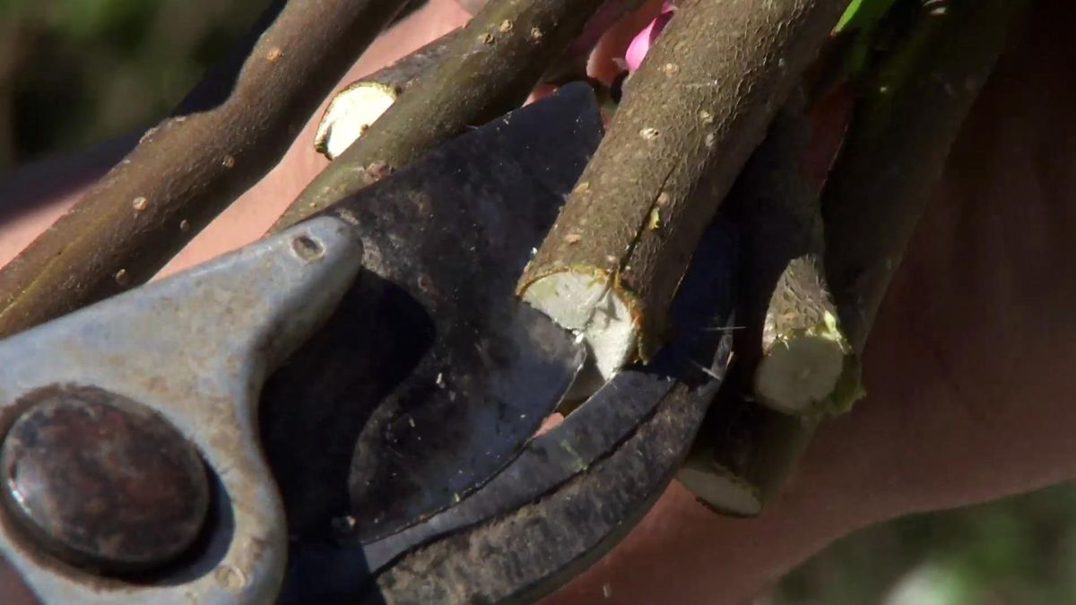 deco735 jardineria manzano malus evereste tallo