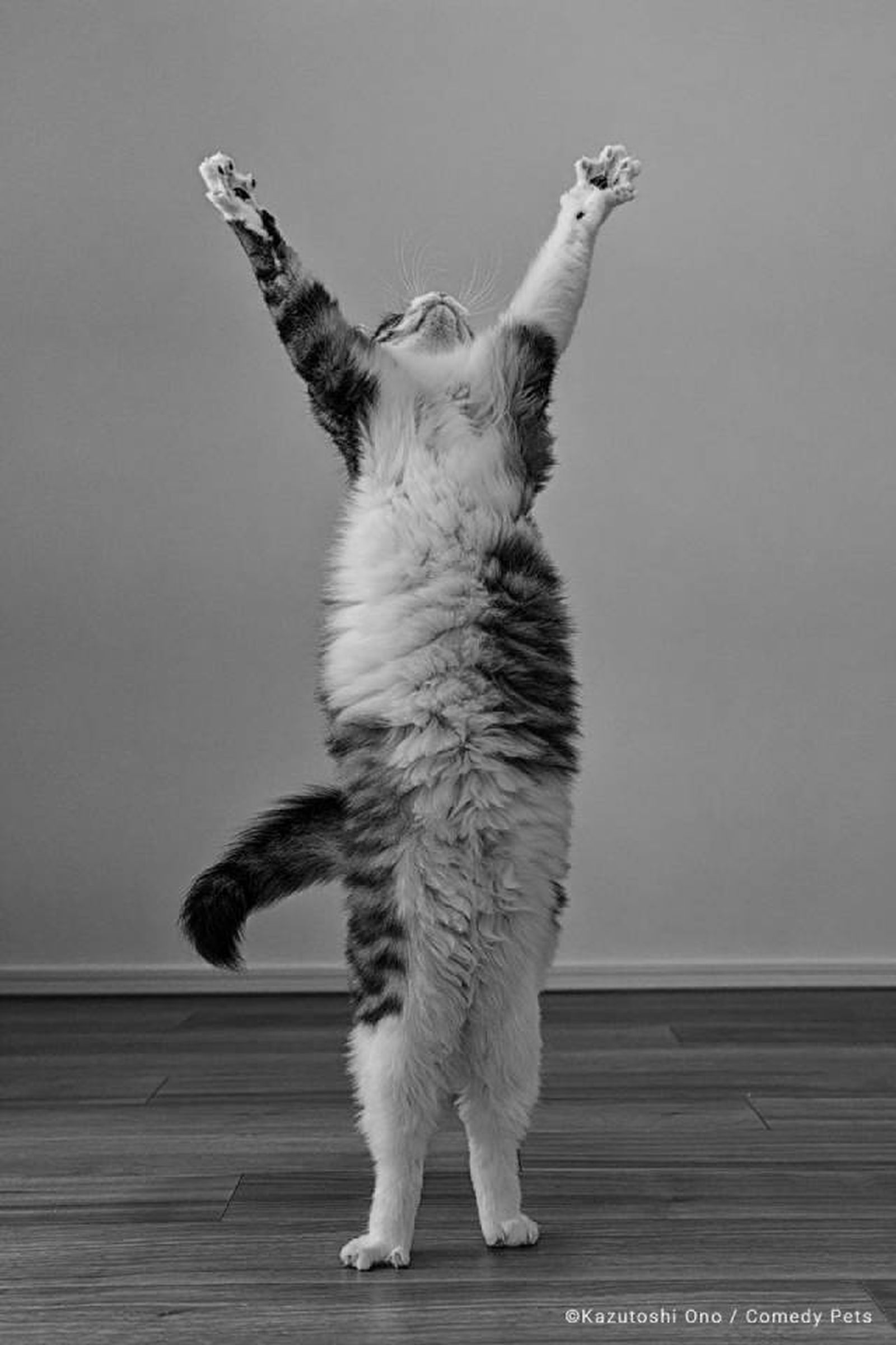 finalista6 premios fotografia Comedy Pet Photo Awards 2023