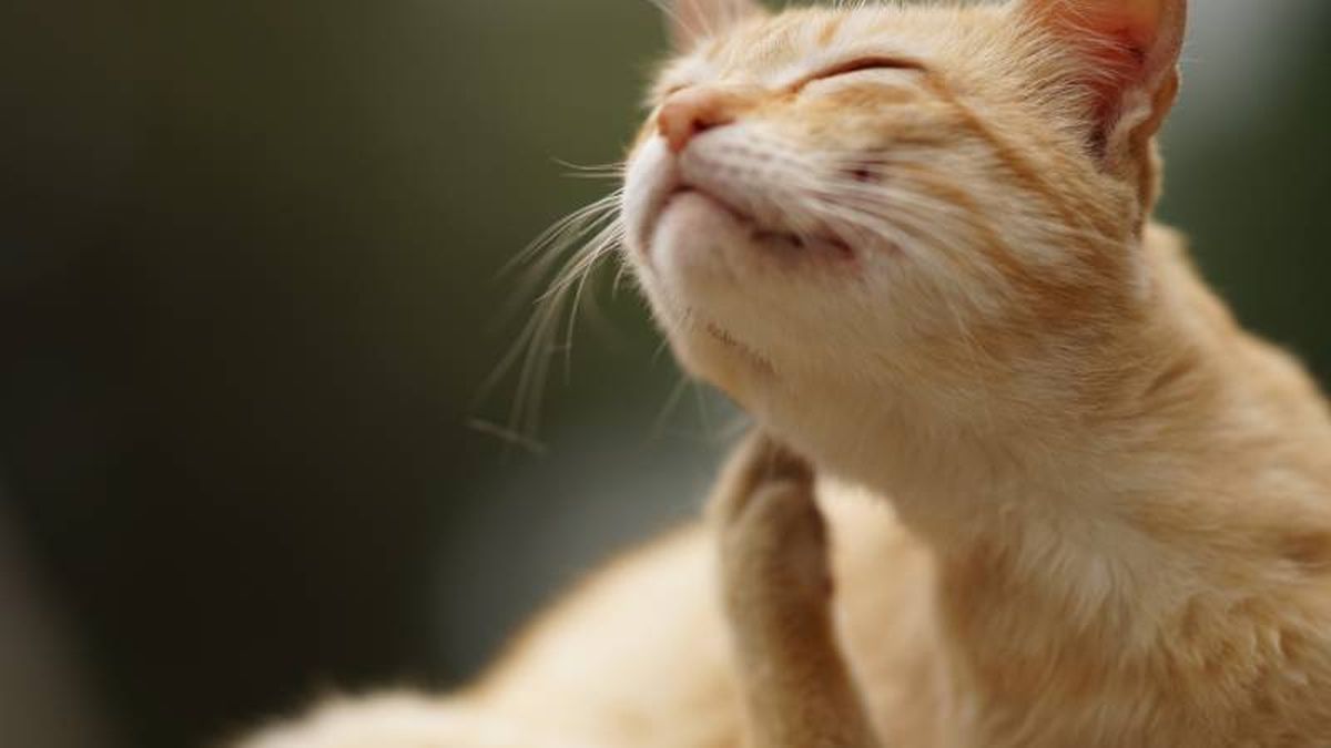 Las pulgas y garrapatas suelen aparecer en las orejas y base de la cola