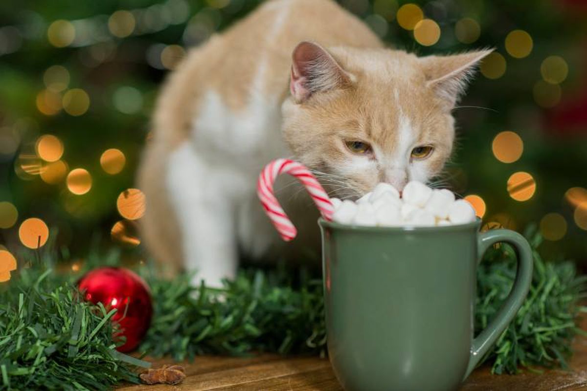Hay que conocer bien los alimentos que no pueden comer los gatos.