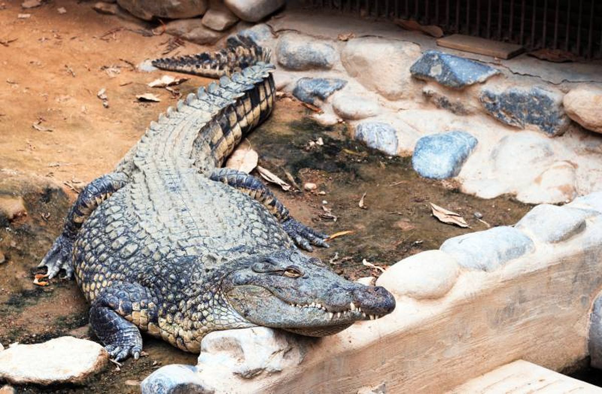 El entrenamiento de un cocodrilo requiere cautela y mucha experiencia.