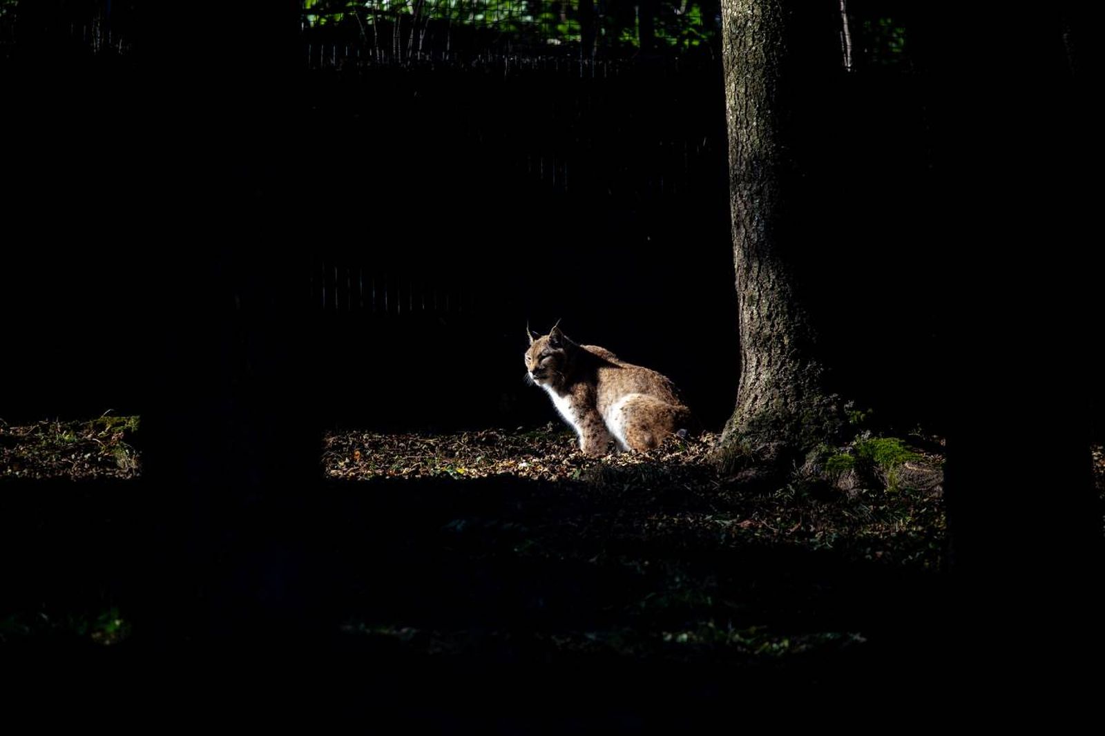 El lince ibérico (Lynx pardinus) sale de la lista de especies en peligro de extinción