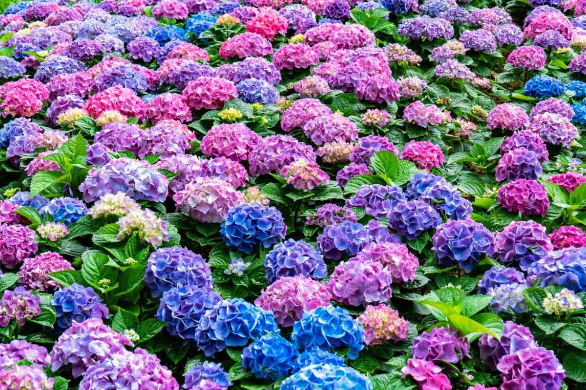 El color de las hortensias es una de las razones de sus gran popularidad