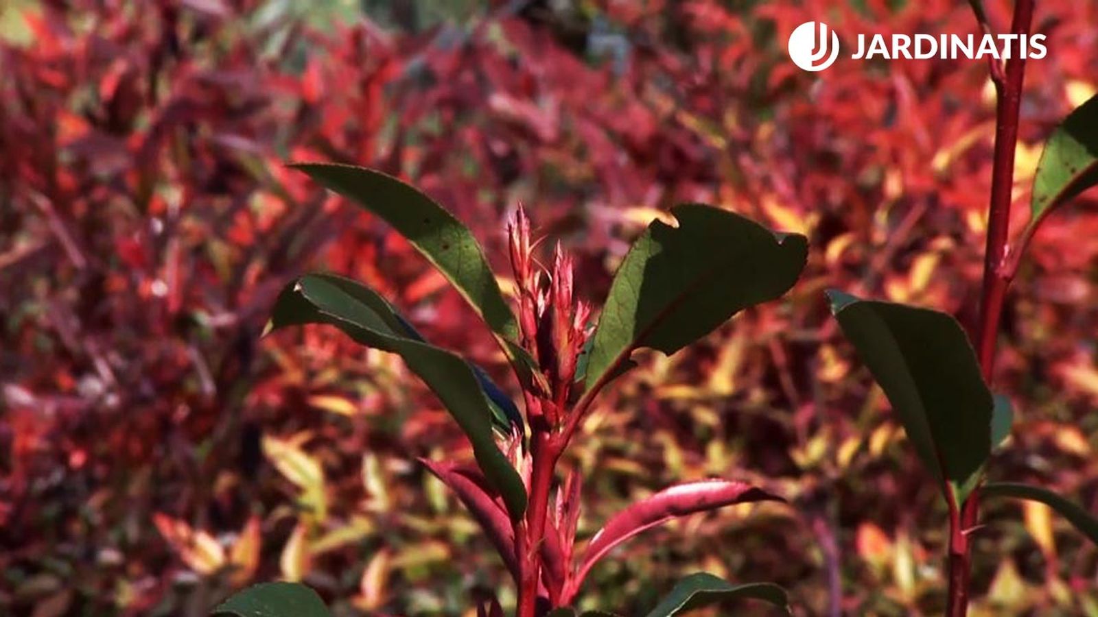 deco 688 photinia red robin xl