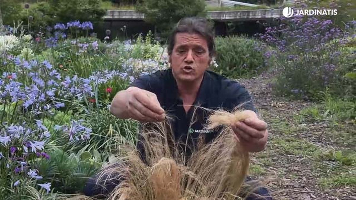 stipa tenuissima semillas jardinatis