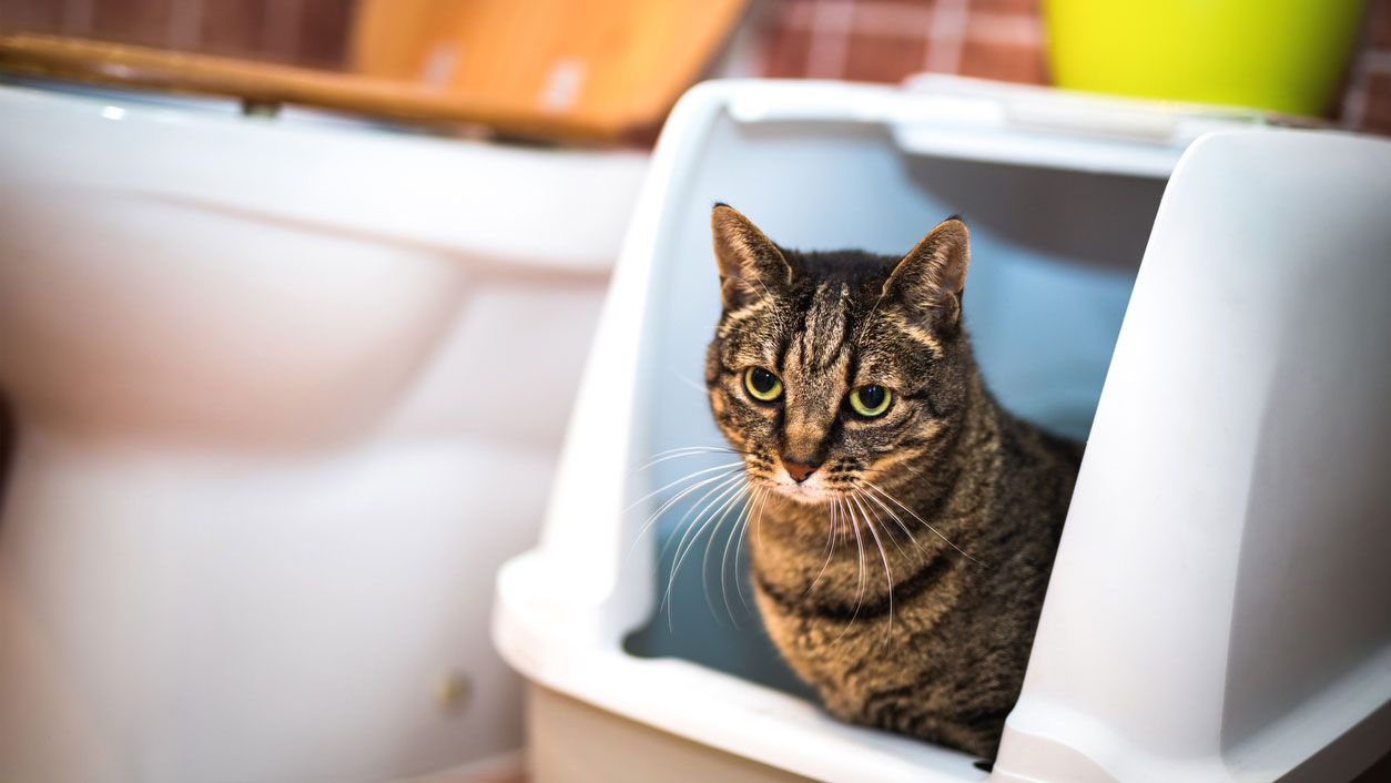 gato arenero