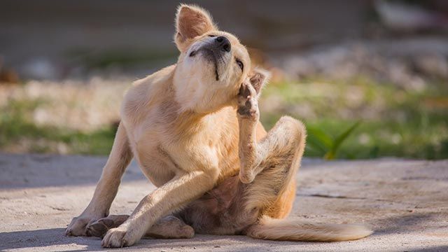 sarna perros cachorro picores
