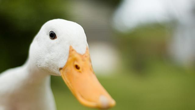 pato
