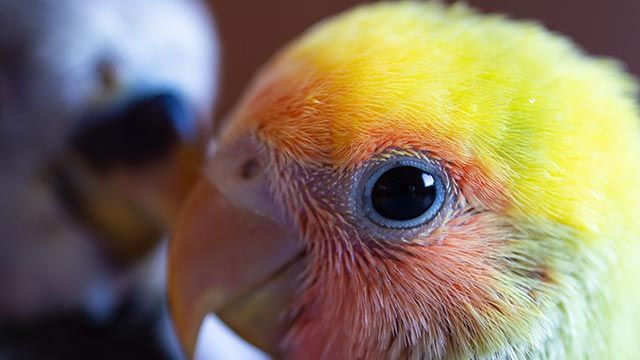agapornis 3 cara