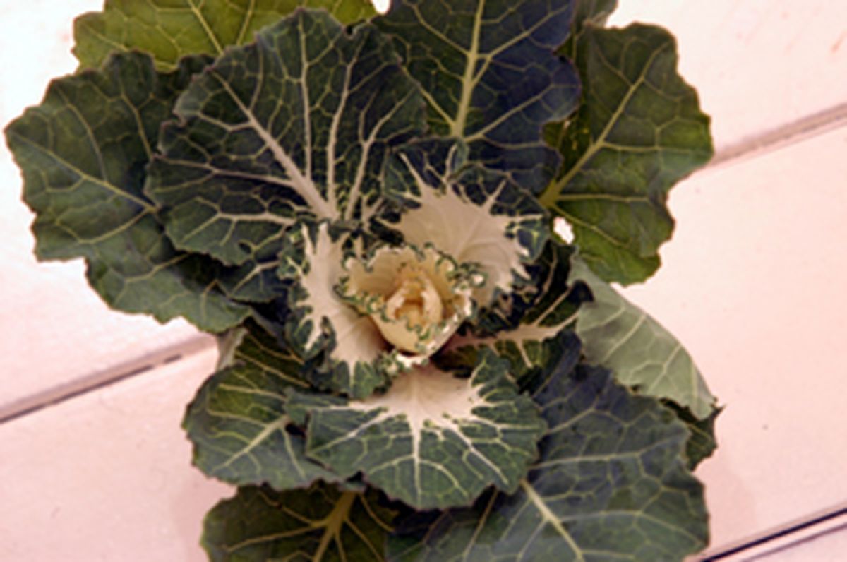 Las coles ornamentales 3