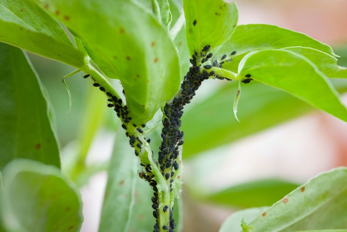 Pulgón en una planta