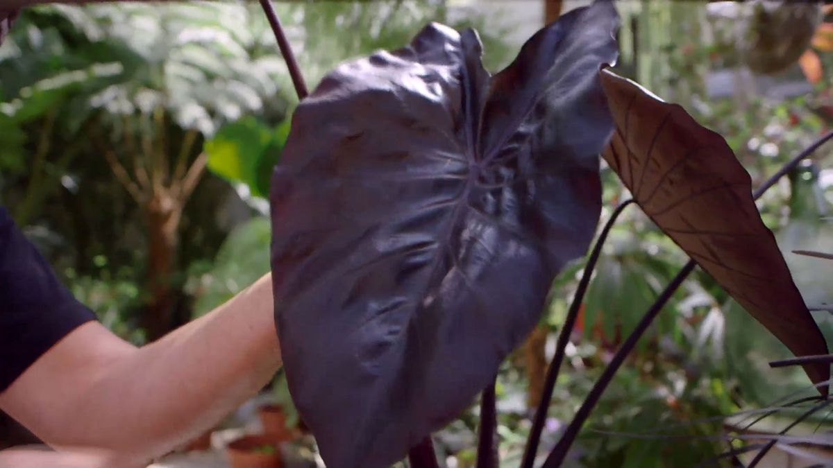 brico 916 3 escudo persa plantas hoja negra alocasia