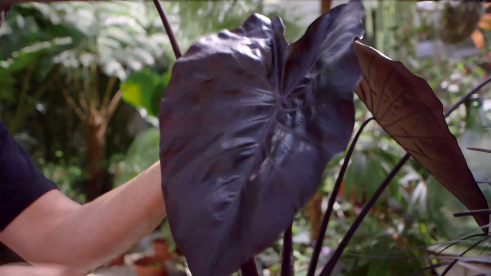 brico 916 3 escudo persa plantas hoja negra alocasia