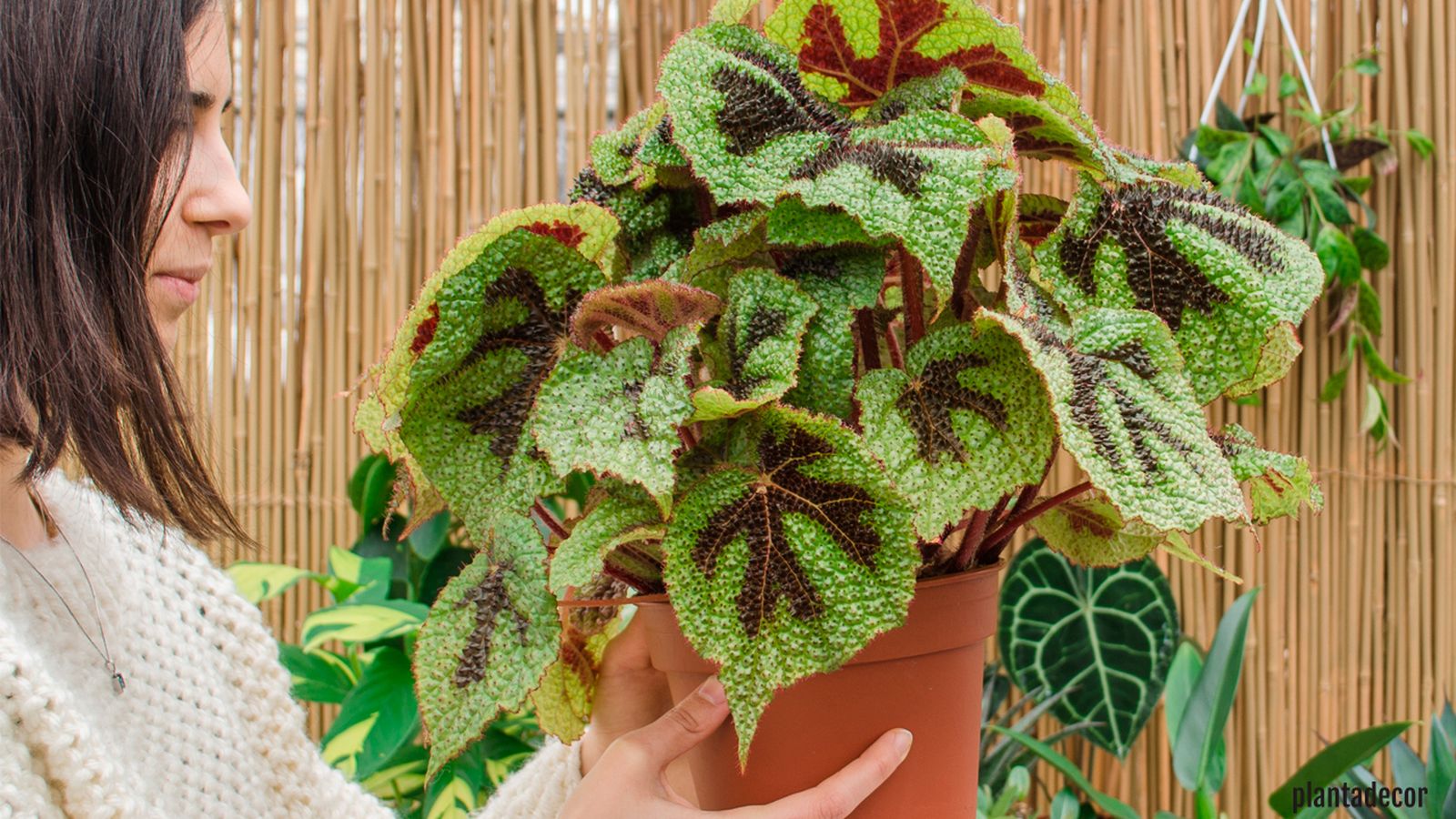 consejos para cultivar begonias plantadecor jardinatis