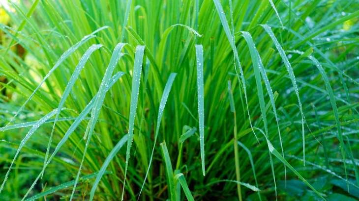 lemongrass planta