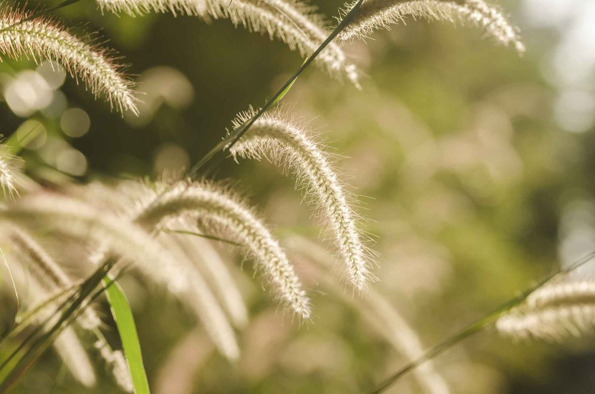 Parterre de plantas vivaces amarillas y blancas   pennisetum orientale tall tails