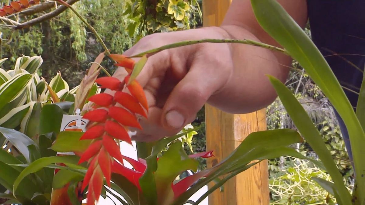 brico 877 3 florecer bromelias espiga flor