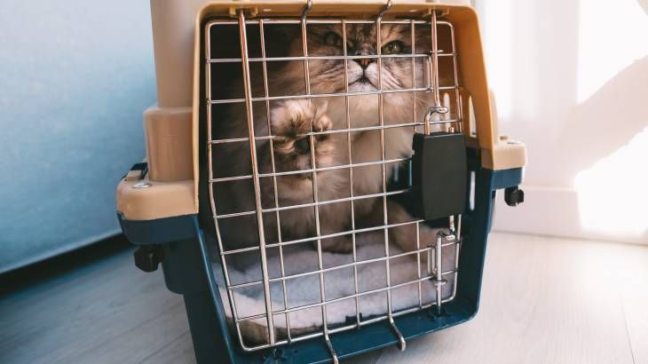 Puedes viajar con tu gato usando un transportín homologado