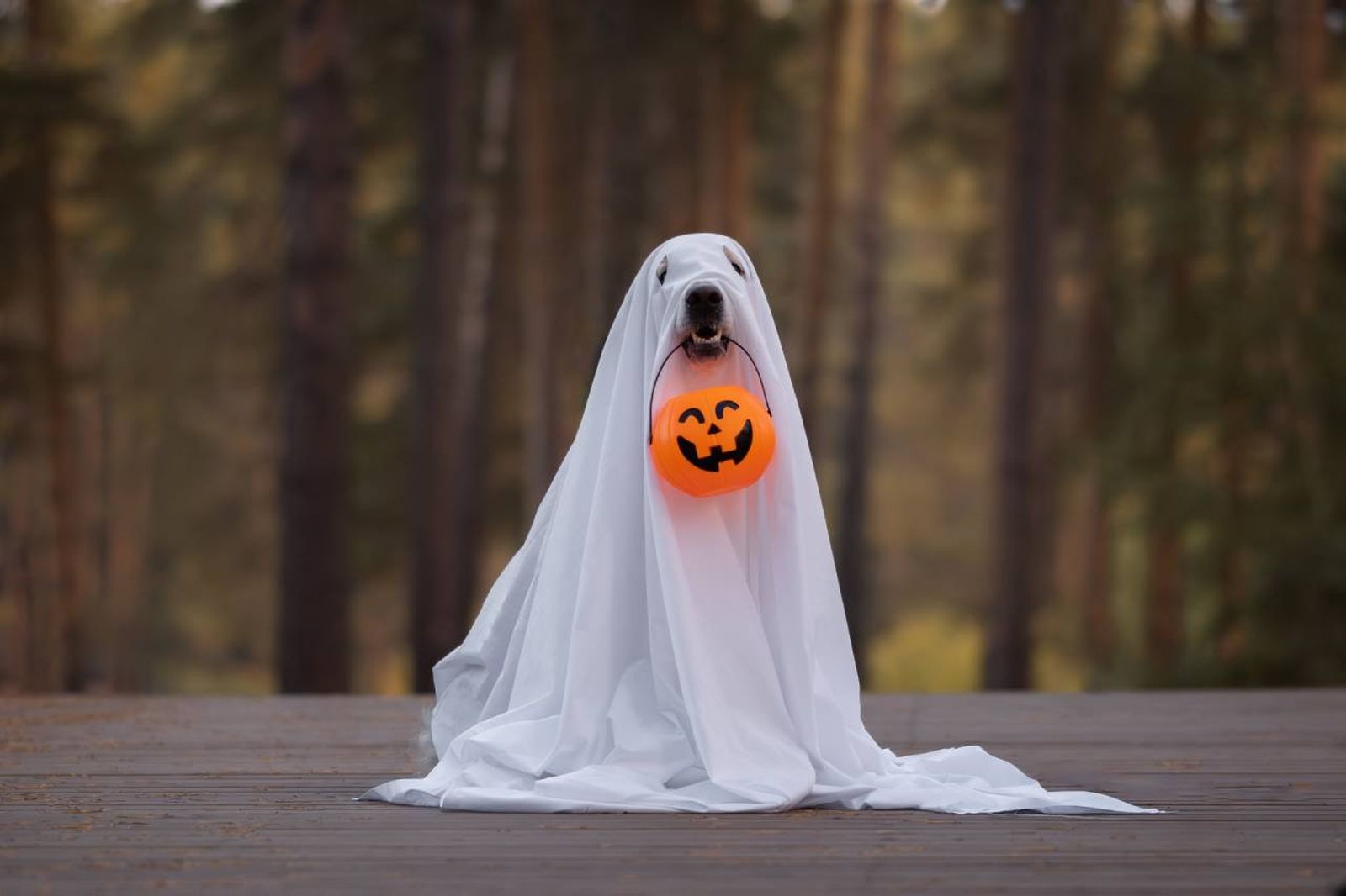 Tu mascota será el verdadero protagonista de la fiesta de disfraces propia de Halloween.