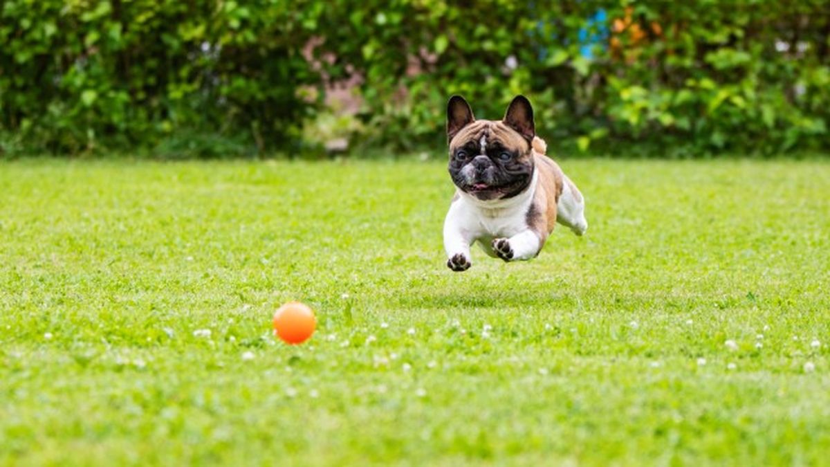 cataratas en perros 10