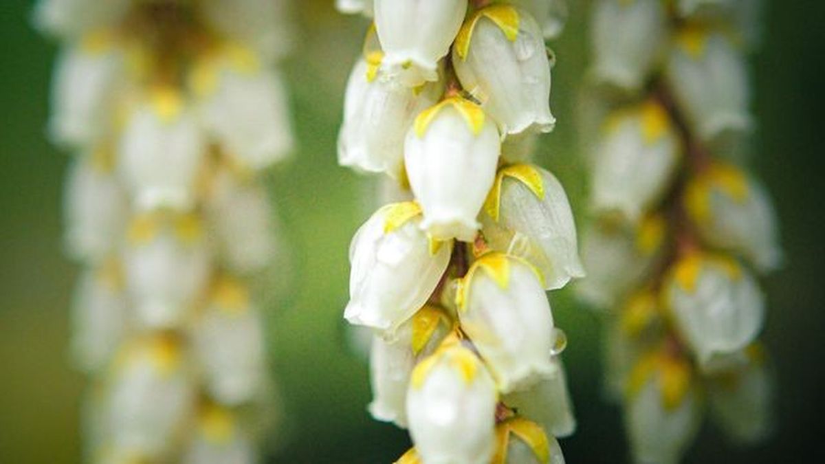pieris japonica toxicidad