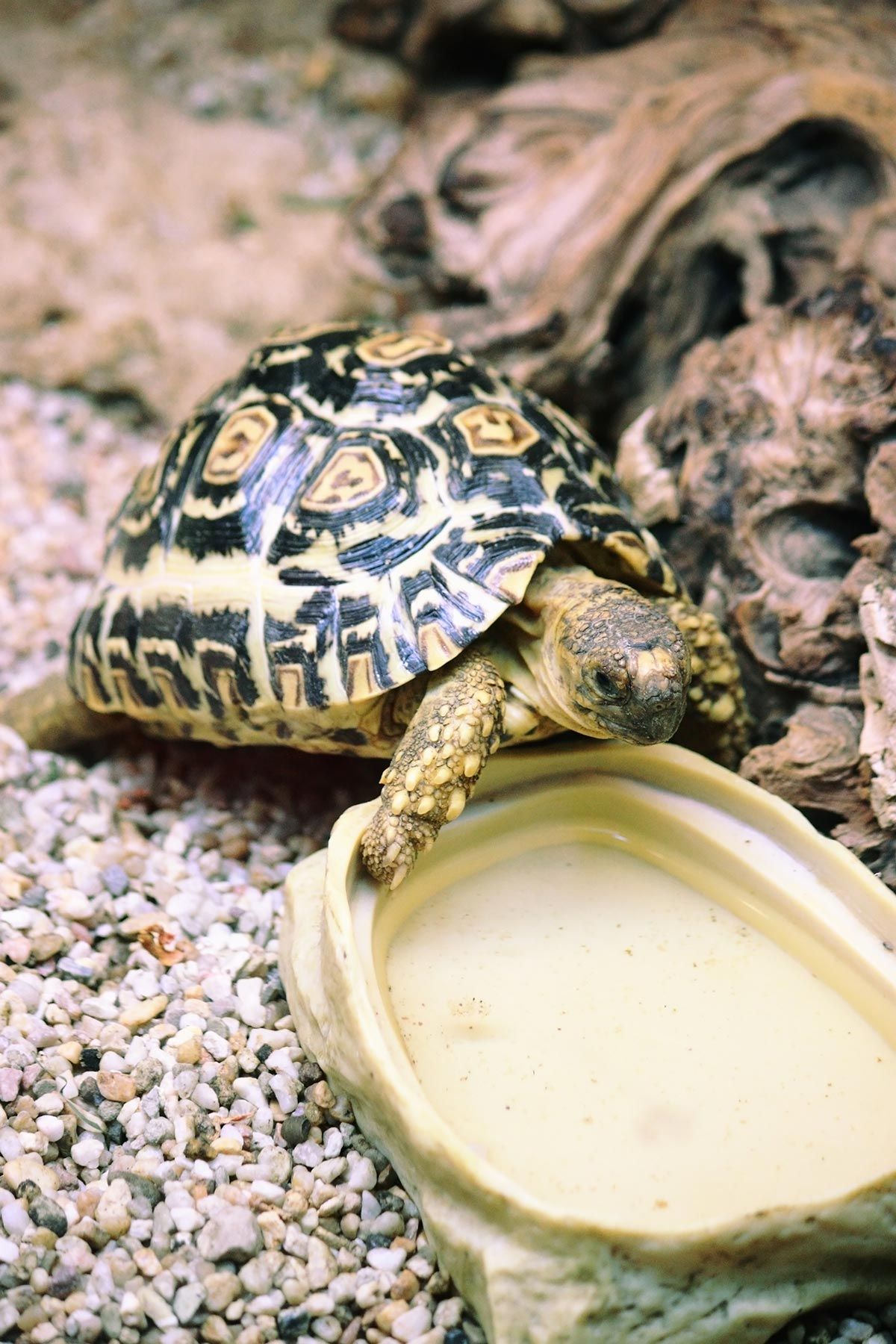 mascotas tortugas terrestres terrario