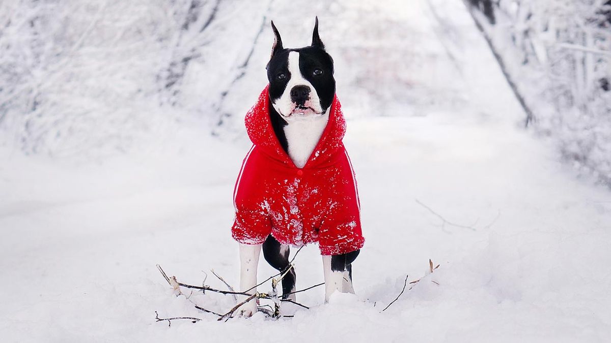 consejos piel perro invierno 6