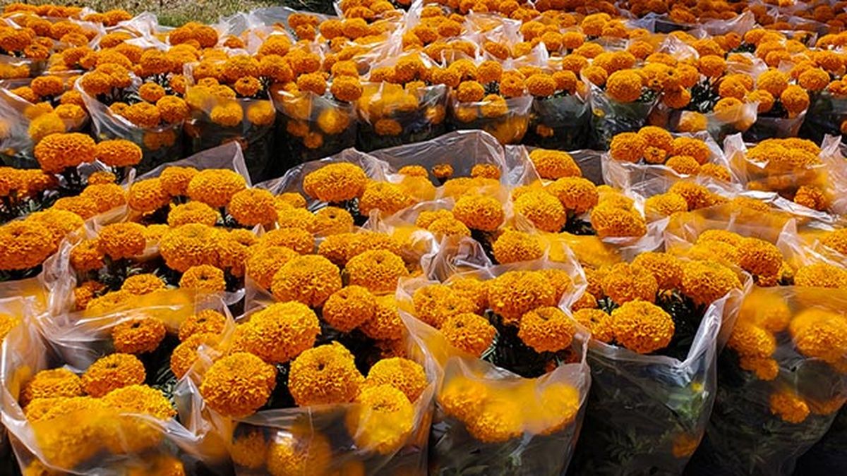 tagete planta dia de todos los santos