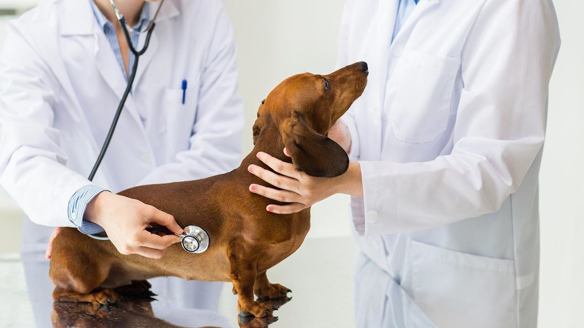 prevenir cancer mama perras 4 perra veterinario