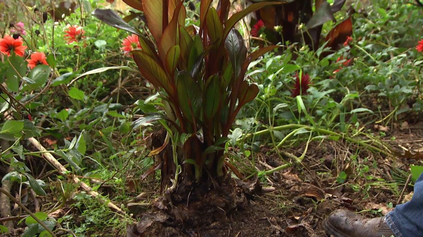 Cómo reproducir el ensete