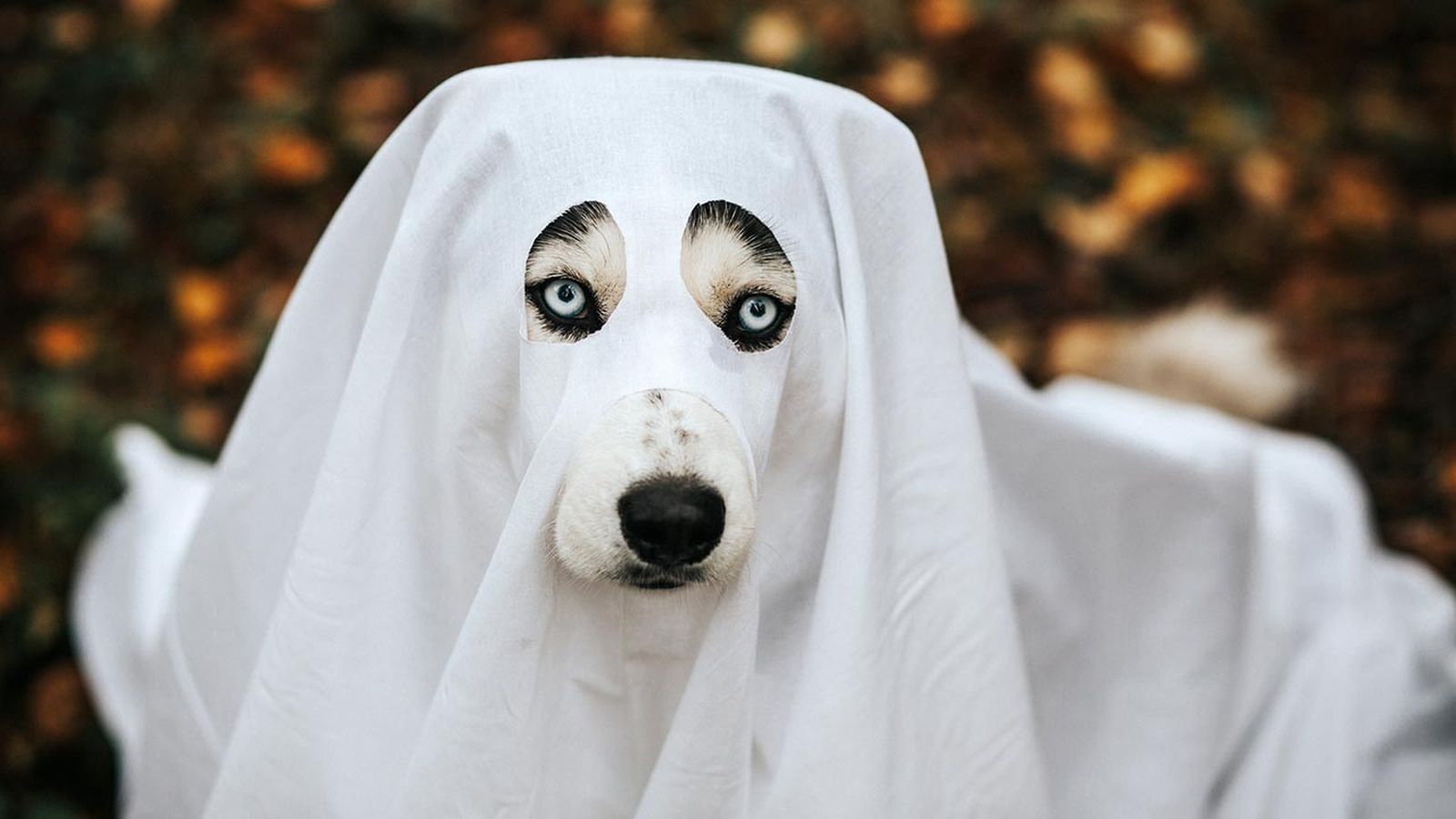 animales representativos carnaval portada