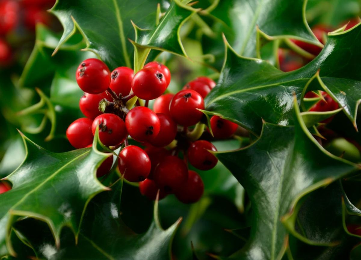 Planta de Navidad con bolitas rojas