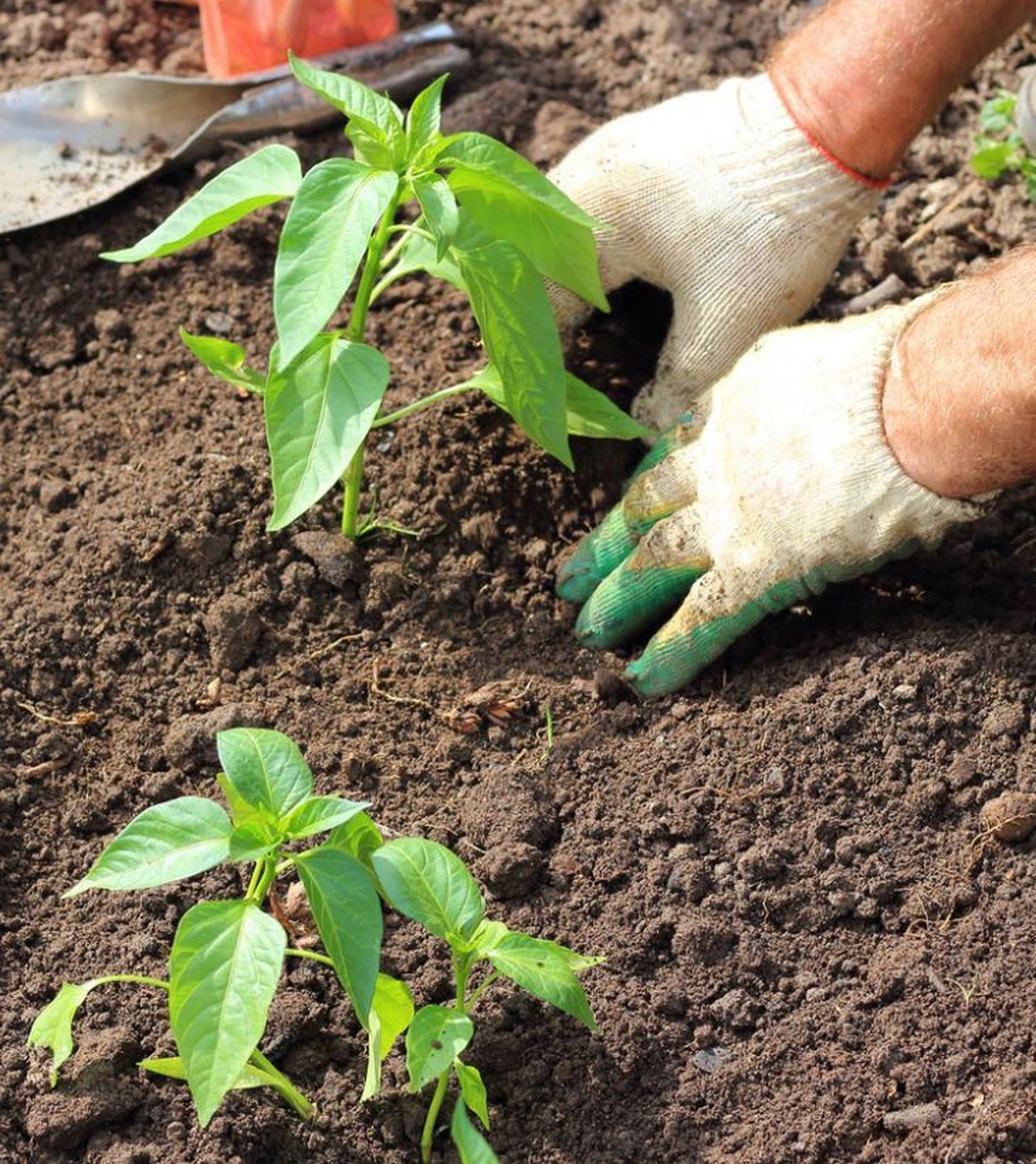 Plantando planteles de pimiento en la huerta