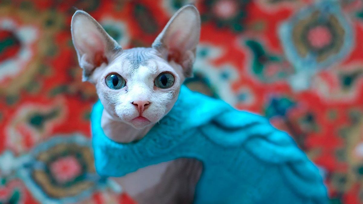 gatos invierno consejos prevenir frio 3