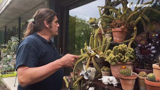 Iñigo Segurola con parte de su colección de cactus amarillos