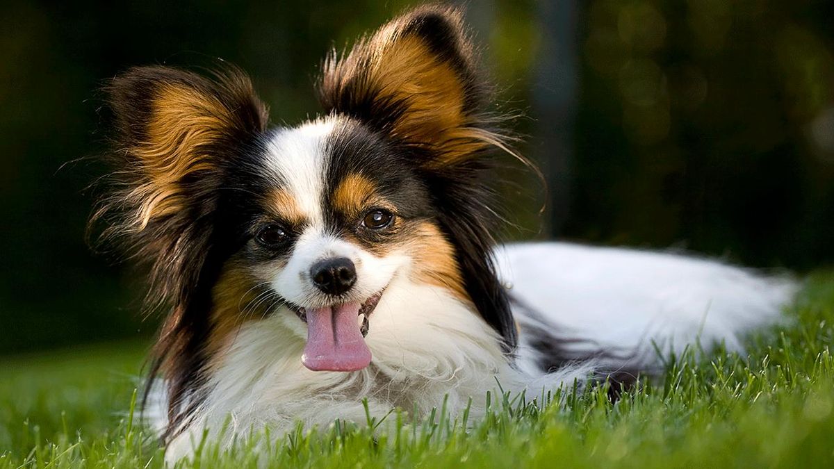 perro papillon